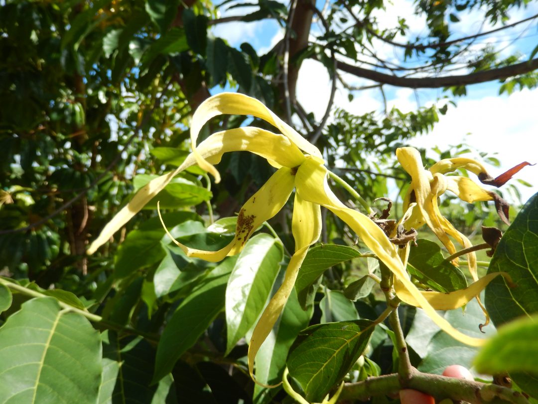 HUILE ESSENTIELLE D’ YLANGYLANG  Brigitte Fumagalli