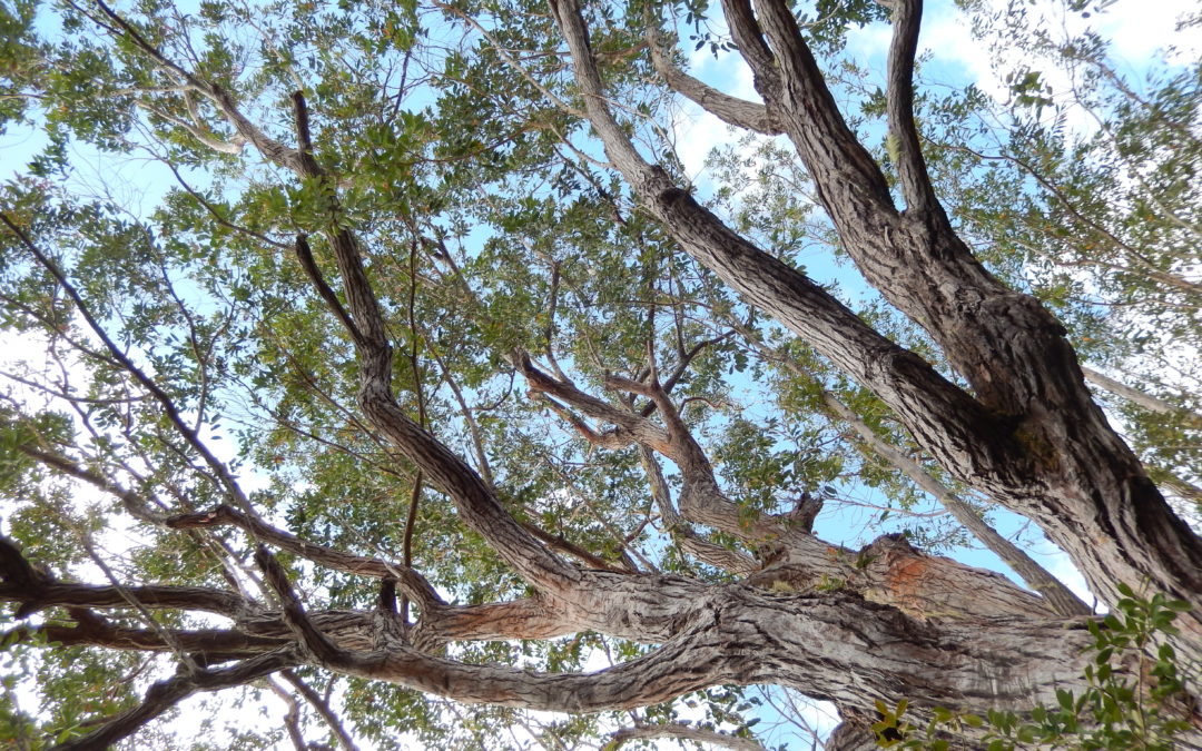 Huiles essentielles de Ravintsara et Eucalyptus