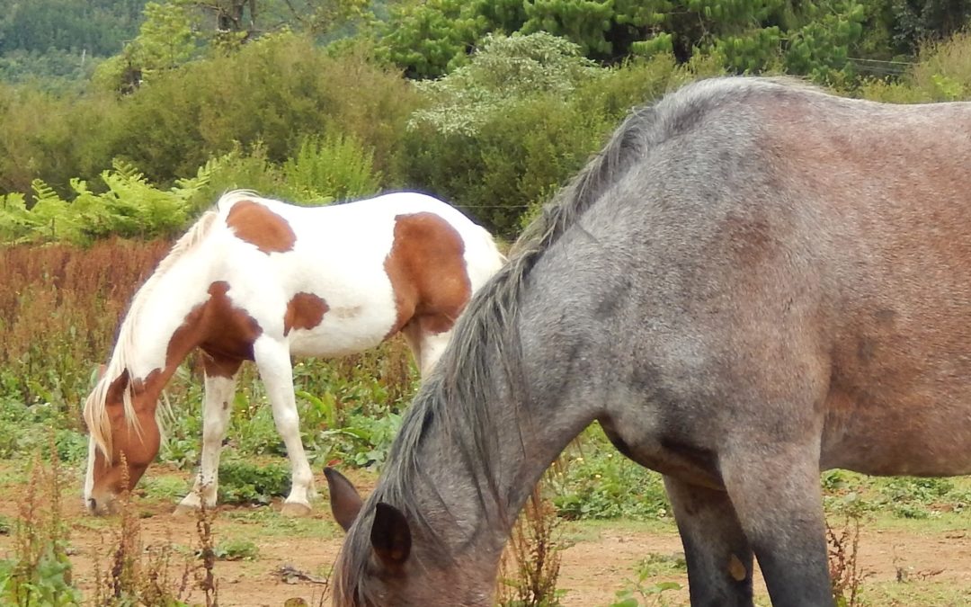 L’AROMATHERAPIE ANIMALE